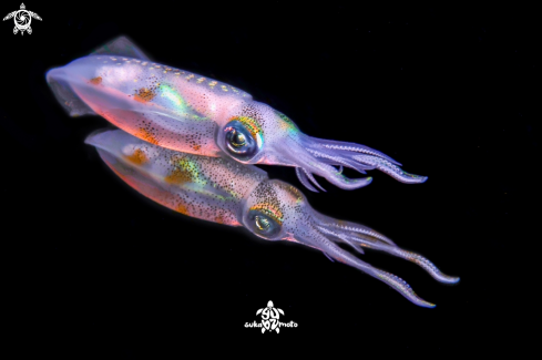A Sepioteuthis lessoniana | Bigfin reef squid