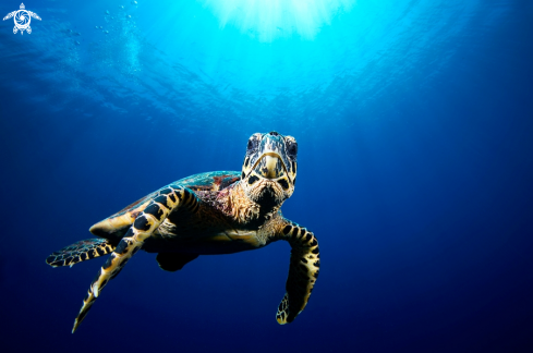 A Hawksbill Sea Turtle