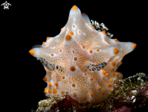 A Halgerda Nudibranch 