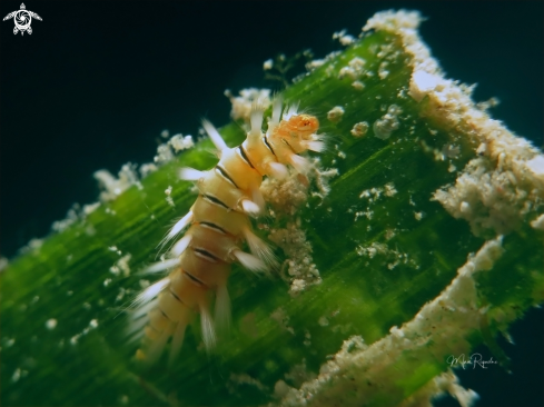 A Bearded Fireworm