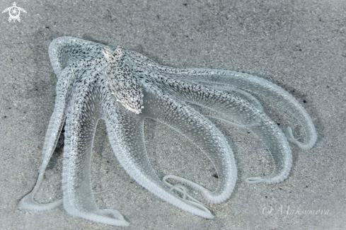 A Longarm  octopus 