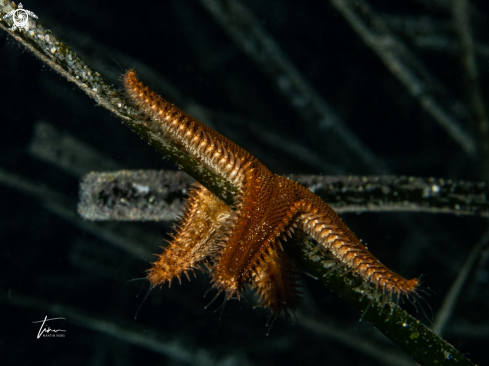 A Astropecten spinulosus | Spiny Seastar