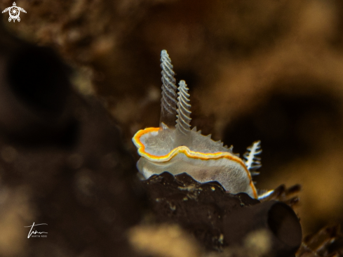 A Diaphorodoris alba | Diaphorodoris alba