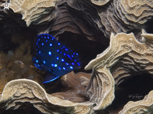 A Microspathodon crysurus | Yellowtail Damselfish