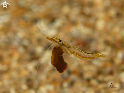 A Leptomysis buergii | Floating shrimp