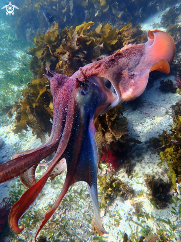 A Sepia apama | Australian giant cuttlefish