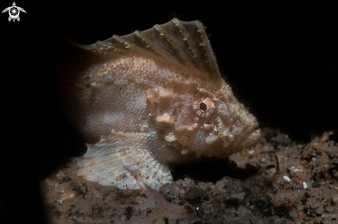 A Ablabys macracanthus | Cocatoo waspfish