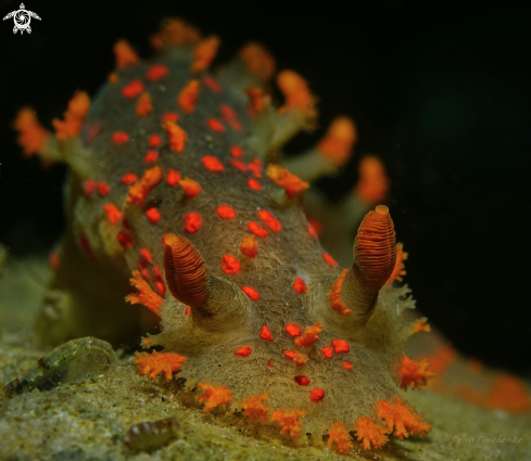 A Triopha catalinae | NUDIBRANCH