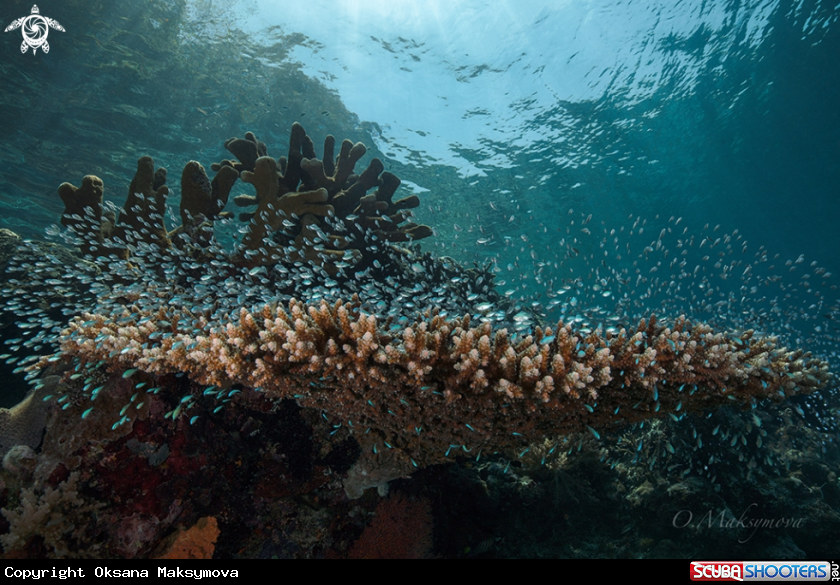 A Table coral is the reliable shelter for the school of Green chromis (Chromis viridis)