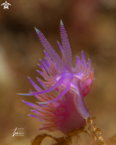 A Flabellina affinis