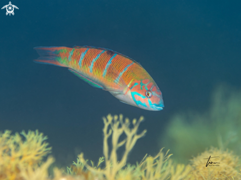 A Thalassoma pavo | Mediterranean Rainbow Wrasse