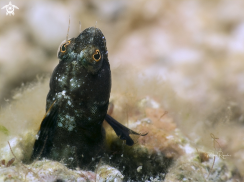 A Sailfin Blenny