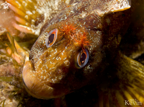 A underwater creature