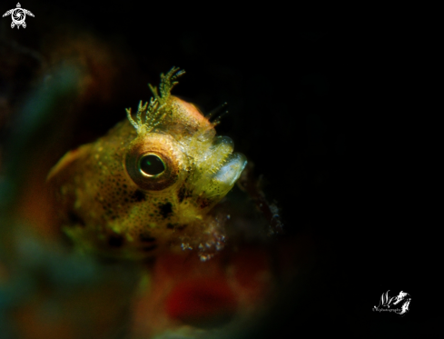 A Roughhead Blenny 