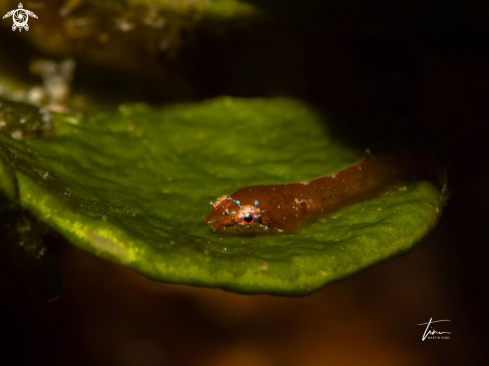 A Apletodon incognitus | Incognito Clingfish