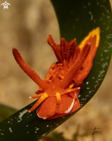 A Okenia elegans