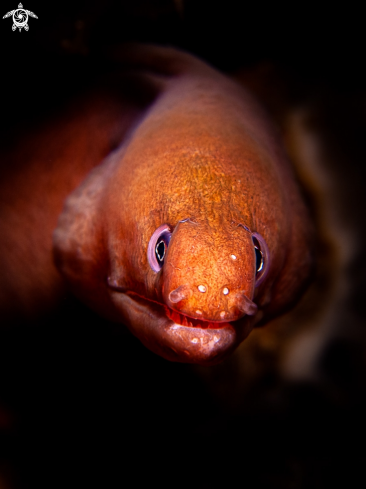 A Pale Chin Moray Eel