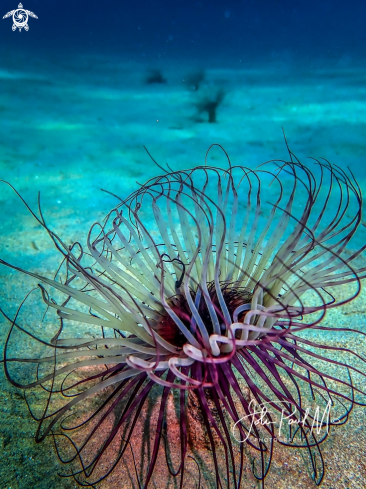 A Pachycerianthus solitarius | Cerianthe Solitaire