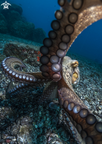 A Octopus Vulgaris | Common Octopus