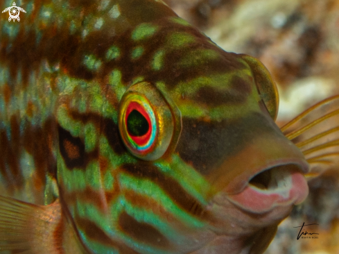 A Symphodus roissali | Five-spot Lipfish