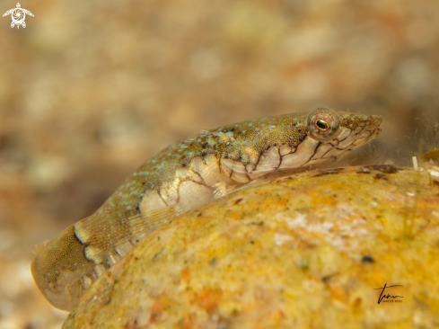 A Diplecogaster bimaculata | Clingfish