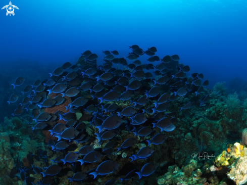 A Blue Tang