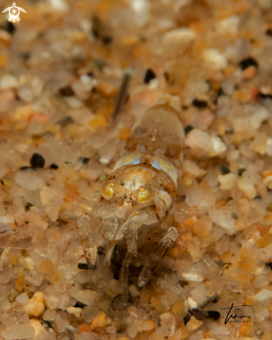 A Philocheras trispinosus | Shrimp