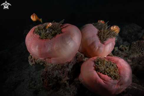 A Anemone fishes (Amphiprion nigripes) symbiotic mutualisms with sea anemones (Heteractis magnifica)