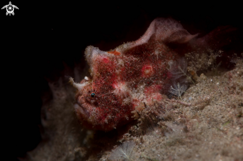 A Nudiantennarius subteres | Nudiantennarius subteres