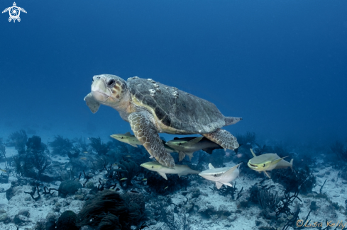 A Loggerhead Turtle