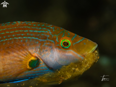 A Symphodus mediterraneus | Mediterranean Lipfish