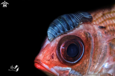 A Squirrelfish with Parasite 