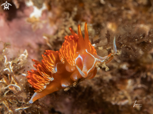 A Dondice banyulensis