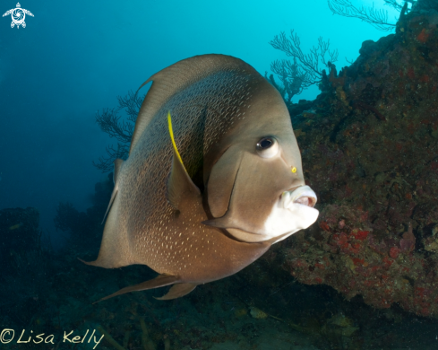 A Queen Angelfish