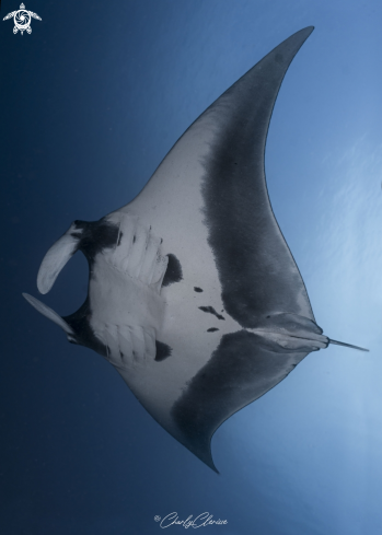 A Oceanic Manta