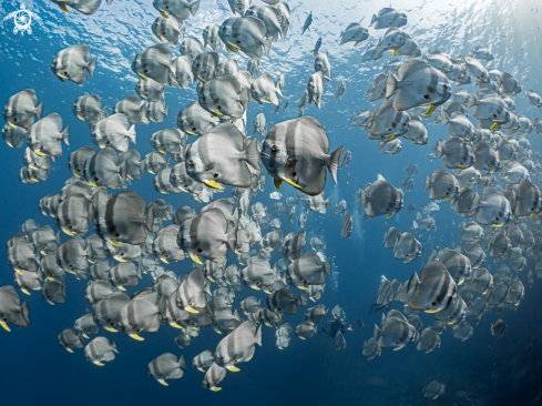 A Longfin Batfish 