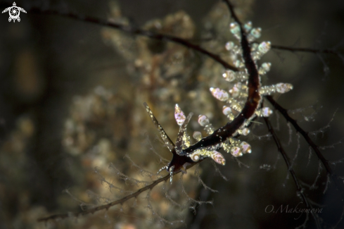 A Eubranchus sp. 