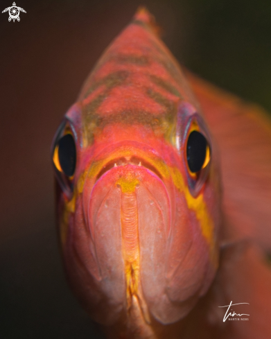 A Swallowtail Perch