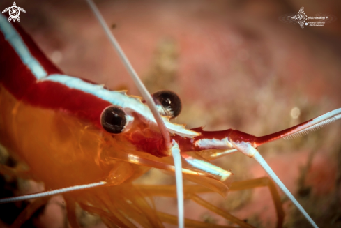 A Lysmata amboinensis (de Man, 1888 [in de Man, 1887-1888]) | Shrimp