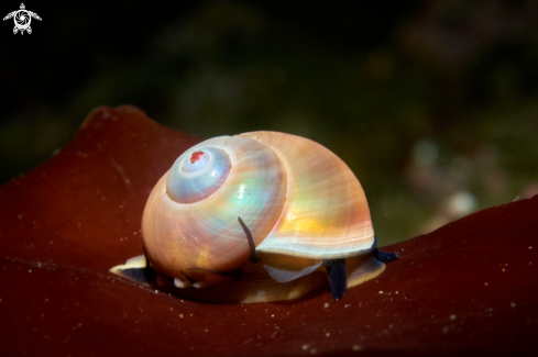 A MOLLUSC