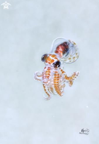 A Octopus Larvae 