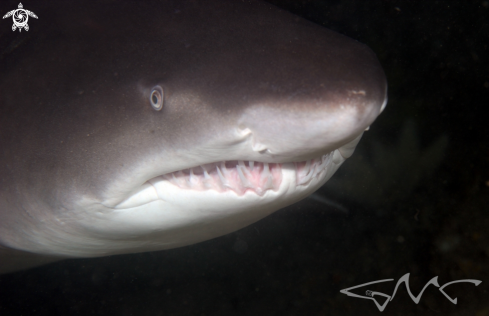 A Carcharias taurus | Grey Nurse Shark (Sand Tiger US)