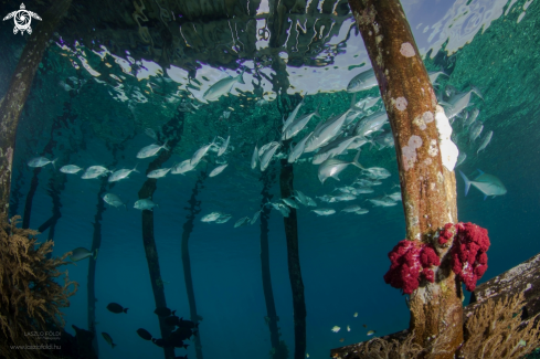 A Life under the jetty