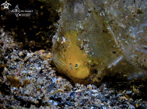 A Lubricogobius exiguus (Tanaka 1915) | Yellow Pygmy Goby