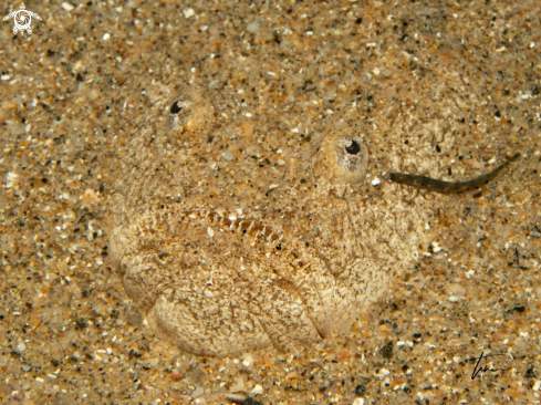 A Uranoscopus scaber with Piscicolidae sp. | Stargazer with Parasite