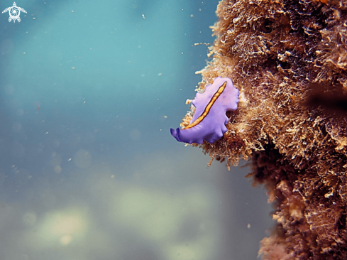 A Jorunna parva | Sea bunny