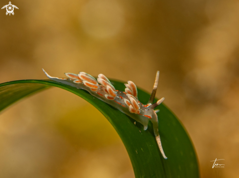 A Facelina rubrovittata