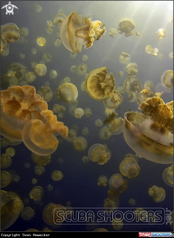 A Golden Jellyfish
