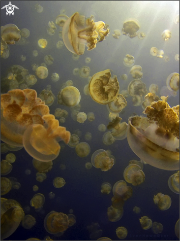 A Golden Jellyfish