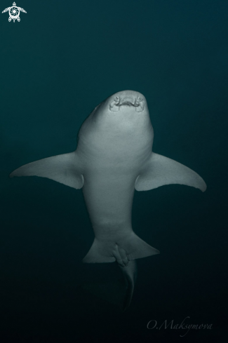 A Nurse shark (Nebrius ferrugineus)